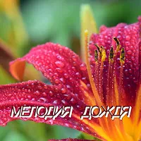 Сергей Грищук — Мелодия Дождя — обложка