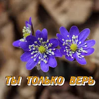 Сергей Грищук — Ты Только Верь — обложка